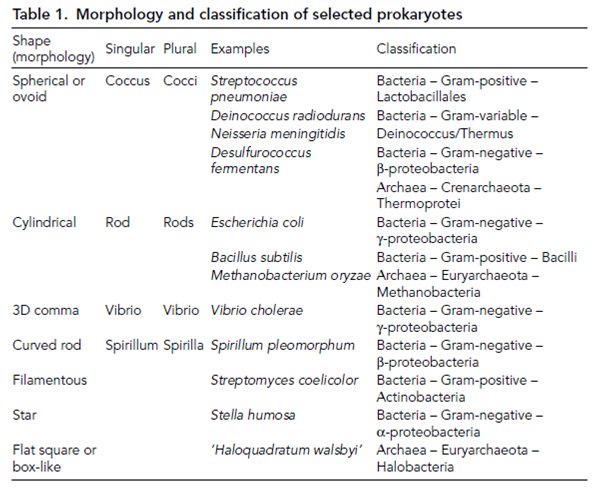 1974_Morphological diversity.png